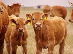 several brown cows with yellow tags on their ears are standing in the grass and looking at the camera