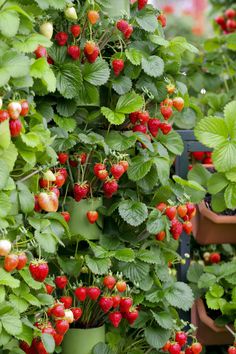 many potted plants with red berries growing on the top and green leaves around them