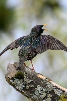 a black bird sitting on top of a tree branch with it's wings spread