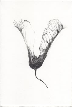 a black and white drawing of a flower