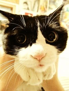 a black and white cat looking at the camera