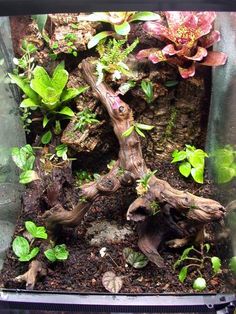 a glass container filled with plants and dirt