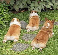 three brown and white dogs laying in the grass next to some rocks, plants and stones