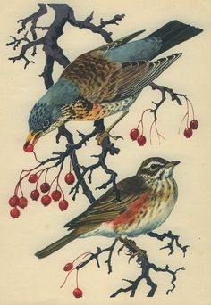 two birds are perched on branches with berries