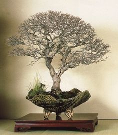 a bonsai tree sitting on top of a wooden table