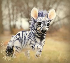 a baby zebra running through the grass with trees in the backgrouds behind it