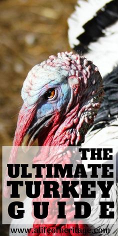 a turkey with the words ultimate guide on it's head and an image of its feathers