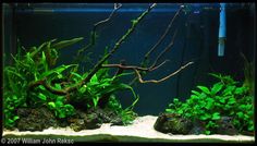 an aquarium filled with green plants and rocks