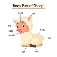 the body part of a sheep labeled in its own words, including head, ear, nose, and mouth