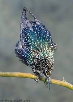 a blue and white bird sitting on top of a green branch with it's wings spread