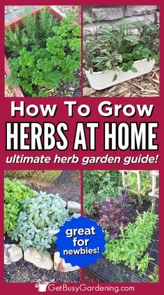 vibrant herb garden growing outside with herbs in containers as well How To Grow Herbs, Herbs At Home, Sage Herb, Pest Prevention, Grow Herbs