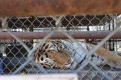 a tiger laying on the ground behind a chain link fence in a caged area