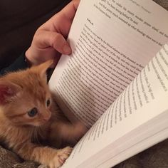 a person is reading a book with a kitten on their lap and holding it up to the camera