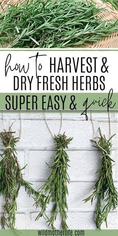 how to dry fresh herbs Dry Fresh Herbs, Herbs For Tea, Growing Herbs In Pots, Preserve Fresh Herbs, Herb Diy, Medicine Garden, Tea Making