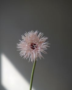 a pink flower in a white vase on a gray background with sunlight coming through the window