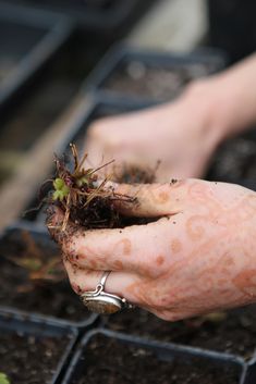 someone is holding out their hands with dirt on them and plants growing in the soil