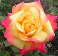 a pink and yellow rose with green leaves