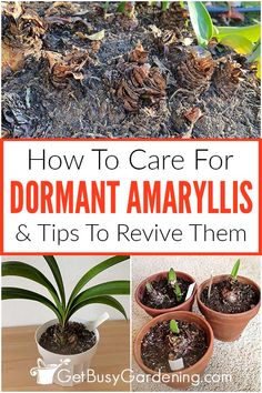 how to care for dormant amaryllis and tips to remove them