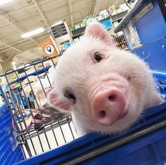 a pig sticking its head out of a shopping cart