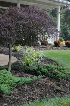 a small tree is in the middle of a flower bed with mulch and grass