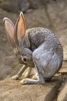 a small rabbit sitting on top of a rock