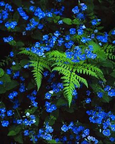 some blue flowers and green leaves on a black background