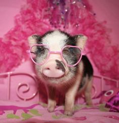 a small pig wearing pink glasses on top of a bed