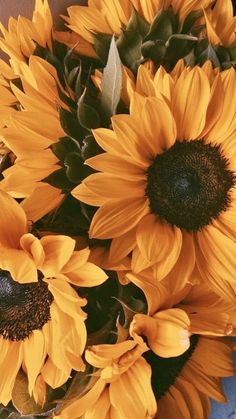 cute thanksgiving wallpaper: sunflowers Flor Iphone Wallpaper, Sunflower Iphone Wallpaper, Sunflowers Background, Sunflower Pictures, Yellow Sunflowers, Sunflower Wallpaper, Foto Tips, Flower Background Wallpaper