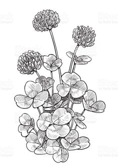 an ink drawing of flowers and leaves on a white background royalty illustration for coloring books