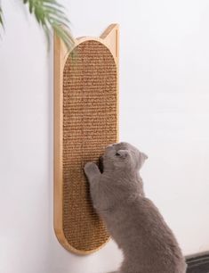 a cat scratching the wall with its paw