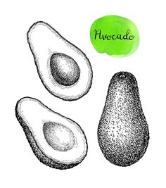 avocado hand drawn on white background - food objects