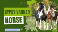 From the moment I first laid eyes on a Gypsy Vanner Horse, I was utterly captivated. Their majestic appearance, flowing […]