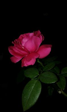 a pink rose with green leaves in the dark