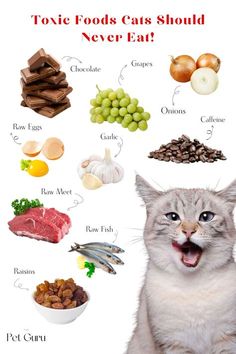 a white cat with its mouth open next to food items and the words'top 10 foods cats should never eat '