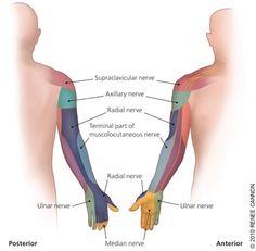 Arm Nerve Pain Relief, Arm Numbness, Nervus Vagus, Spinal Nerve, Pinched Nerve