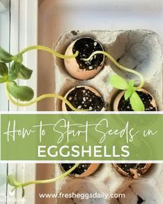 eggshells in an egg carton with sprouts growing out of them