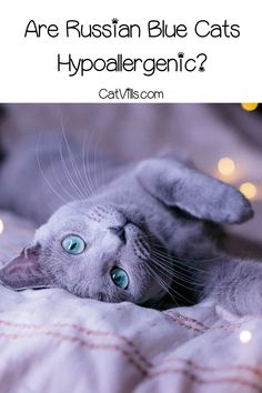 a gray cat laying on top of a bed next to a christmas tree with the caption 8 amazing russian cat breeds you need to know