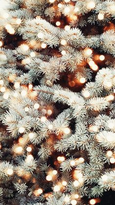 the branches of a christmas tree are covered with lights