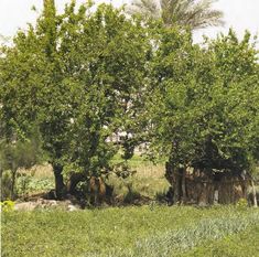 two trees in the middle of a grassy field