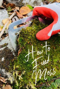 a hand holding a pair of scissors on top of a moss covered rock with the words how to find moss