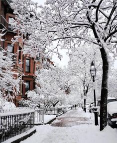 snow covered trees and street lights on a snowy day in front of an apartment building