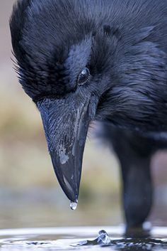 a close up of a black bird drinking water