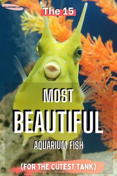 the 15 most beautiful aquarium fish for the cutest tank in the world - cover