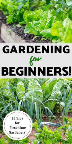 the garden is full of green plants and there are text overlay that reads gardening for beginners tips for first - time gardeners