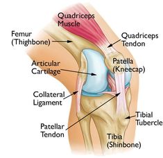 Patella Anatomy, Shoe Doodles, Biology Flashcards, Knee Anatomy, Anatomi Dan Fisiologi, Ear Reflexology, Patellofemoral Pain Syndrome, Medical Drawings, Studying Medicine