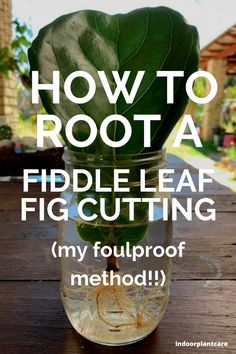 Fiddle Leaf Propagation, Fiddle Fig Propagation, Fiddle Leaf Tree Propagation, Fiddle Leaf Tree Care, How To Repot A Fiddle Leaf Fig Tree, Fig Plant Indoor, How To Care For A Fiddle Leaf Tree, Propagating Fig Tree