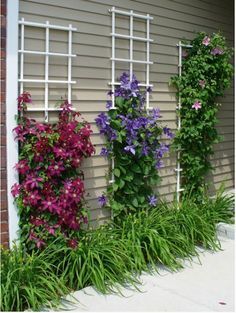 some flowers are growing on the side of a house