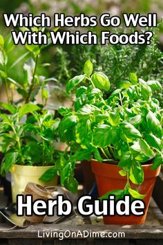 several potted plants with the words which herbs go well with which foods?