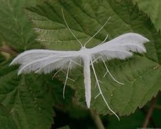 a white insect sitting on top of a green leaf