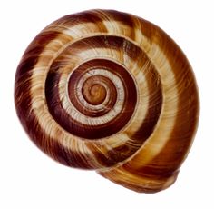 a close up of a snail's shell on a white background